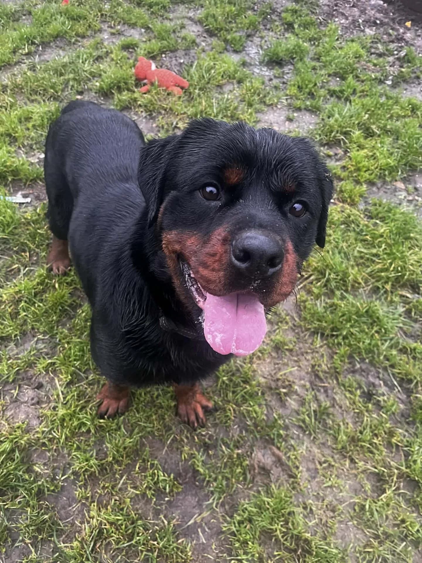 Chester — Rottweiler