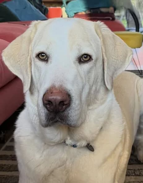 Noodle — Spanish Mastin Cross