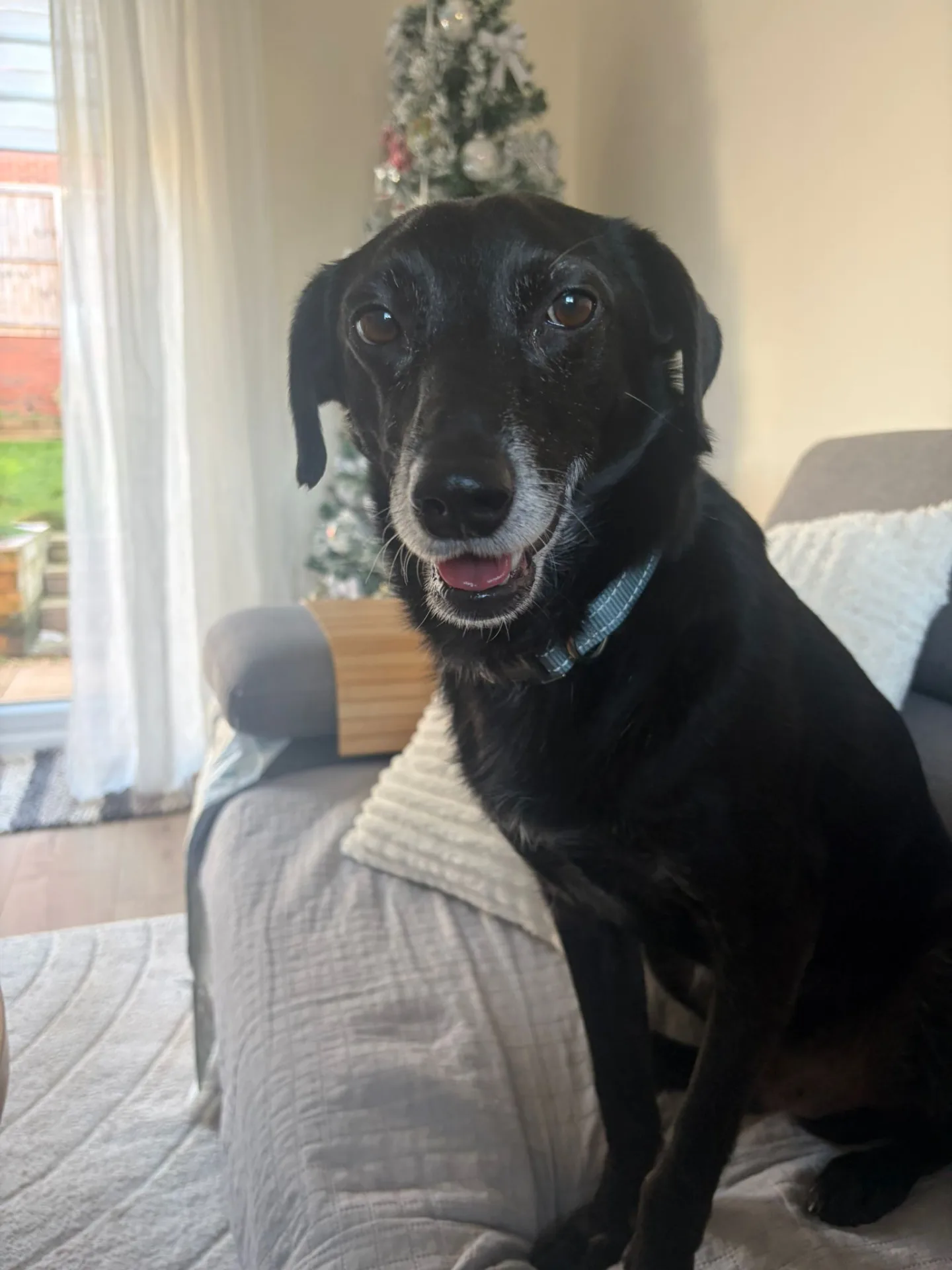 Bugzy — Cross-breed