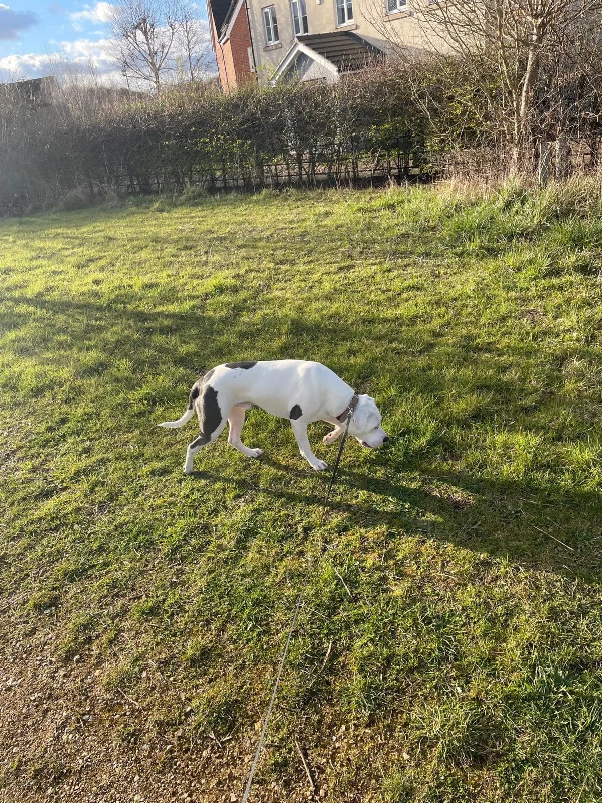 Ben — American Bulldog Cross