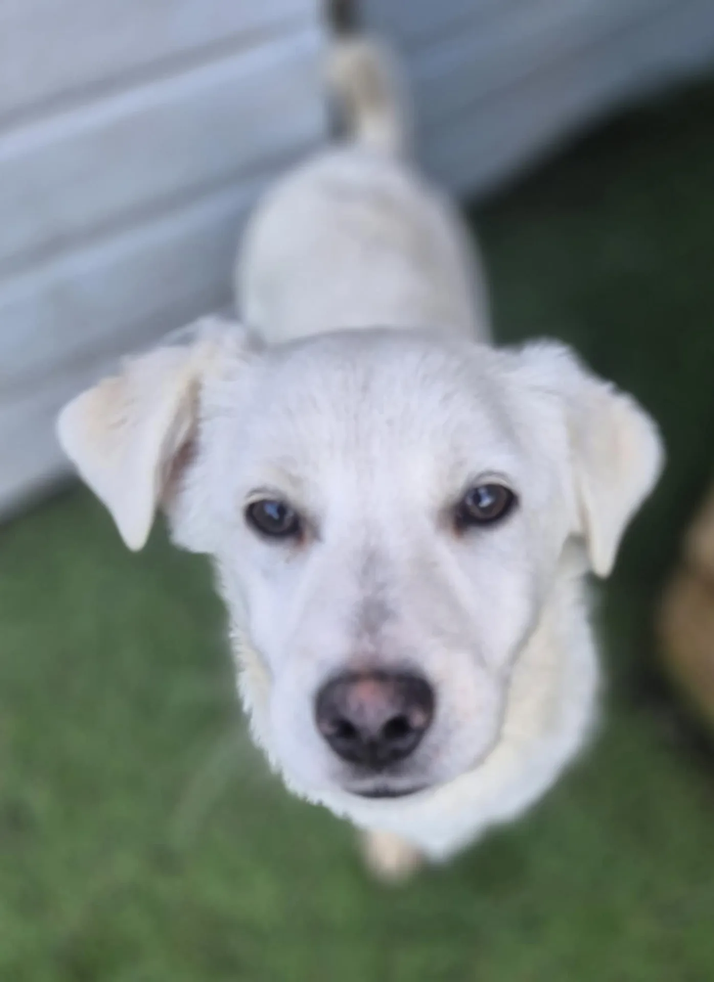 Buddy — Cross-breed