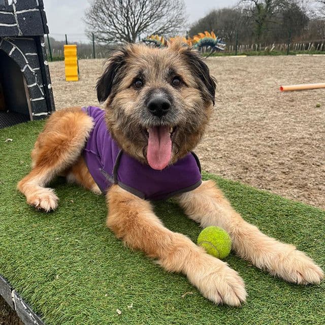 Buck — Mixed Breed