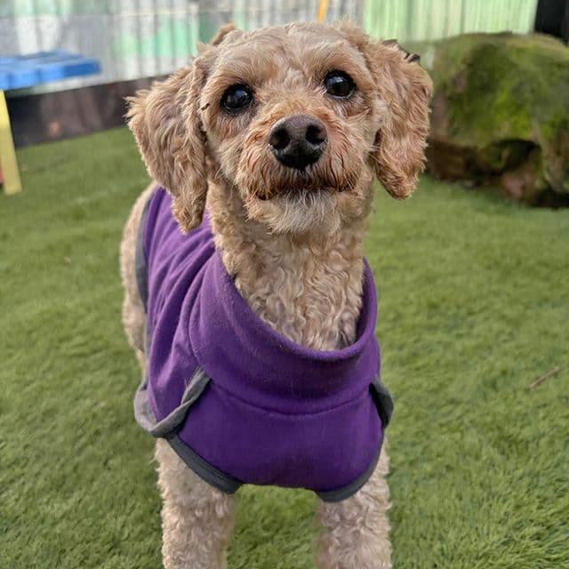 Donna — Miniature Poodle