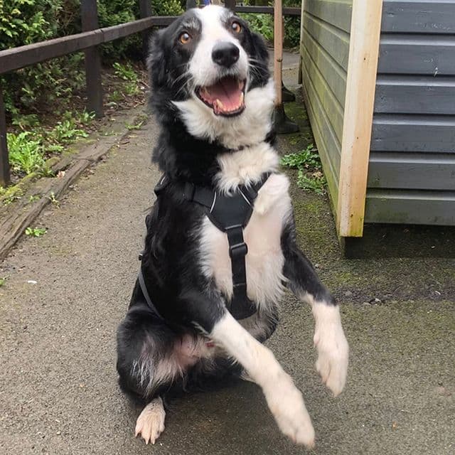 Jerry — Border Collie