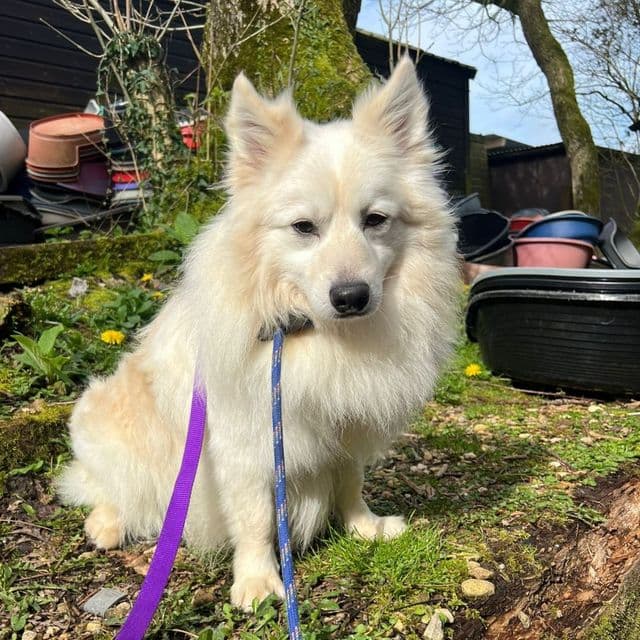 Earl — Japanese Spitz