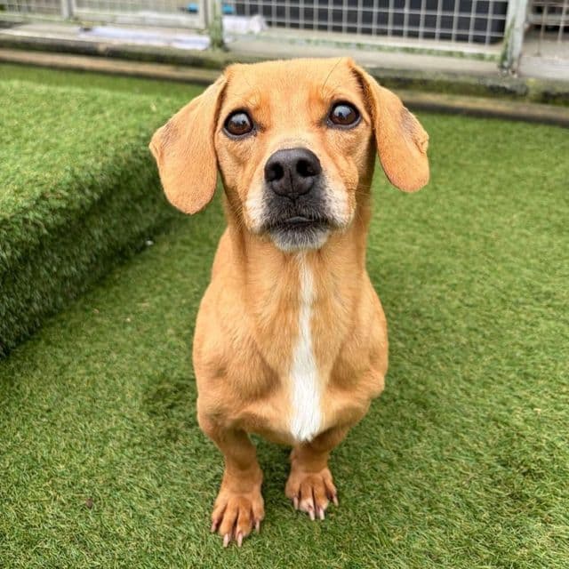 Rillow — Jack Russel Terrier Cross