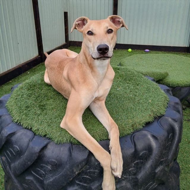 Max — Lurcher X Staffordshire Bull Terrier