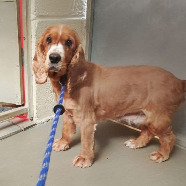 Abbie — Cocker Spaniel