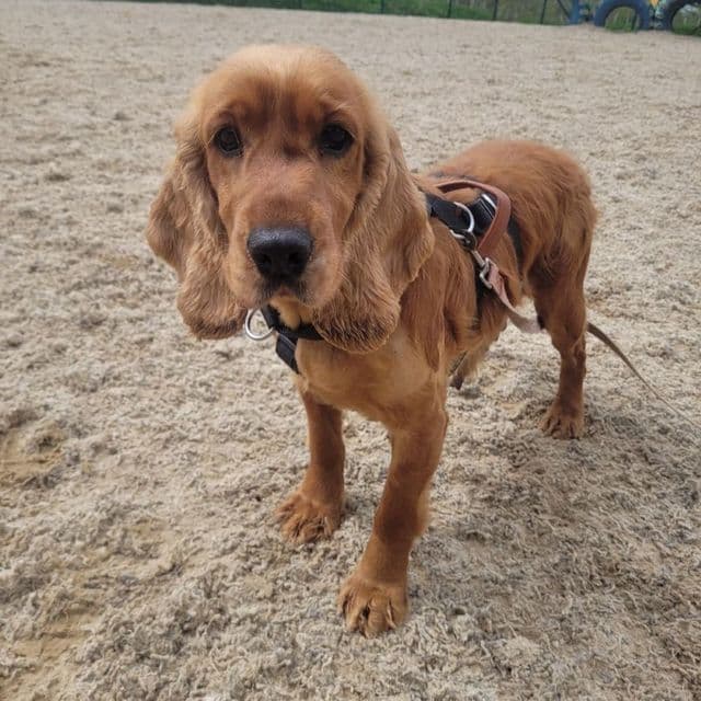 Cristy — Cocker Spaniel