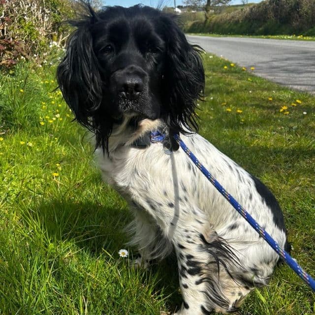 Clippa — Springer Spaniel