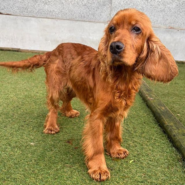 Pip — Cocker Spaniel
