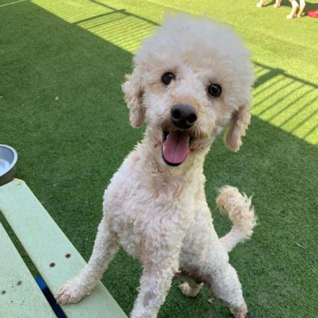 Lorence — Miniature Poodle