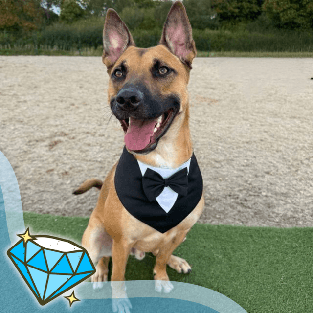 Ronald — Belgian Malinois Cross