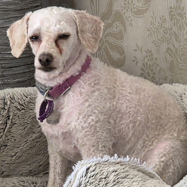 Windy — Poodle Cross